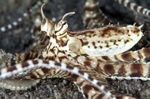 Images Dated 24th September 2013: Mimic Octopus waving tentacles on sand
