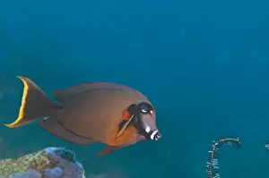 Mimic Surgeonfish - Bali - Indonesia