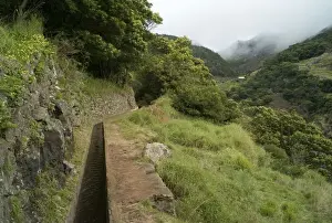 Madeira Prints: The Mimosa Levada - Madeira