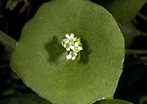 Images Dated 25th February 2005: Miner's lettuce