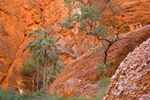 Images Dated 9th July 2008: Mini Palms Gorge - livistonia palms growing on the rocky floor and slopes of Mini Palms Gorge