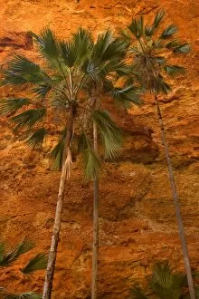 Mini Palms Gorge - livistonia palms growing on the rocky floor and slopes of Mini Palms Gorge