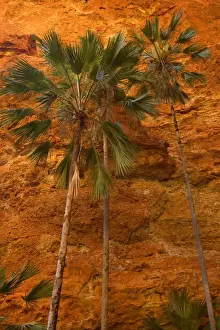 Creating A Surreal Landscapes Prints: Mini Palms Gorge - livistonia palms growing on the rocky floor and slopes of Mini Palms Gorge