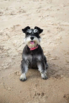 Schnauzers Collection: Mini Schnauzer Dog - on beach, Northumberland, England
