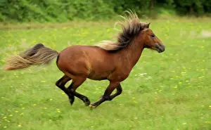 Chestnut Prints: Miniature American Horse - adult cantering