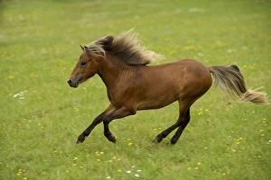 Images Dated 27th July 2005: Miniature American Horse - cantering