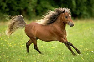 Miniature American Horses - cantering