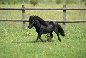 Equestrian Prints: Miniature Horse