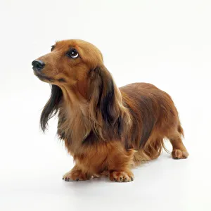 Rabbit dachshund sales long haired