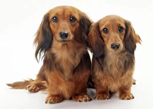 Images Dated 18th February 2008: Miniature Long-haired Dachshund Dog