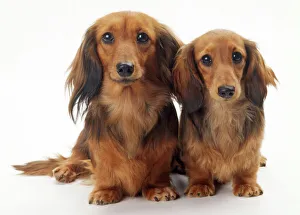 Miniature Long haired Dachshund Dog Our beautiful Wall Art and Photo Gifts include Framed Prints Photo Prints Poster Prints Canvas Prints Jigsaw Puzzles Metal Prints and so much more