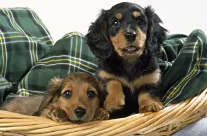 Miniature Long-haired Dachshund Dog - puppies in basket