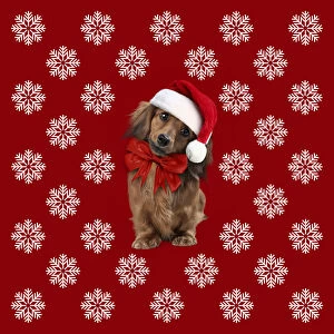 Backgrounds Gallery: Miniature Long-haired Dachshund Dog wearing Christmas