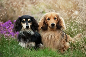 Miniature long haired dachshunds sitting together