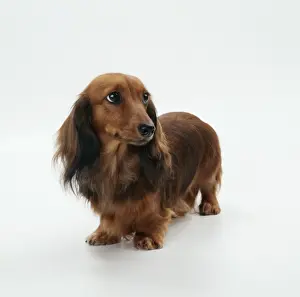 Size Prints: Miniature Longhaired Dachshund Dog