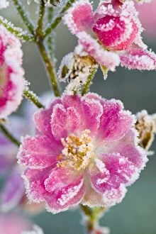 Images Dated 12th December 2007: Miniature Pink Rose Flowers - frosted