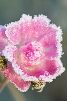 Images Dated 12th December 2007: Miniature Pink Rose Flowers - frosted