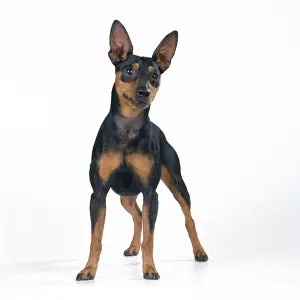Miniature Pinscher Dog