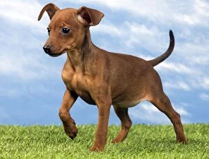 Images Dated 15th May 2012: Miniature Pinscher Dog - puppy two months old