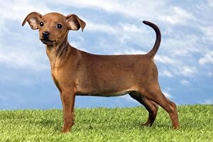 Images Dated 15th May 2012: Miniature Pinscher Dog - puppy two months old
