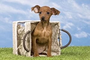 Images Dated 15th May 2012: Miniature Pinscher Dog - puppy two months old in basket