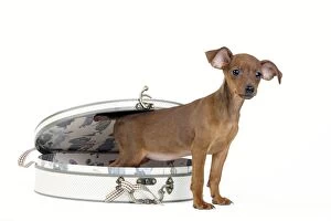 Images Dated 15th May 2012: Miniature Pinscher Dog - puppy two months old with case