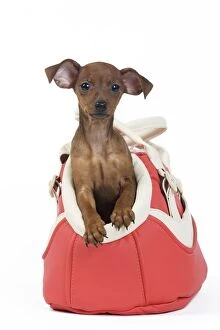 Images Dated 15th May 2012: Miniature Pinscher Dog - puppy two months old in Dog bag