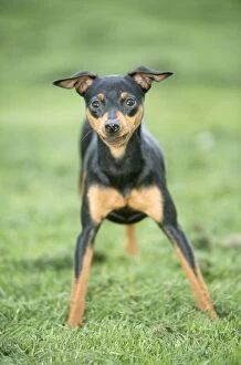 Miniature Pinscher Dog - Standing