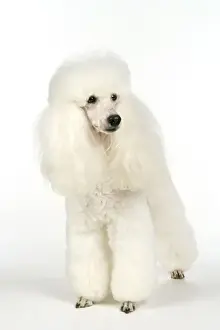 miniature Poodle Dog