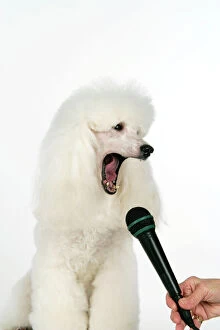 Miniature Poodle Dog - singing into microphone
