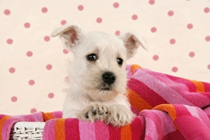 Images Dated 21st December 2008: Miniature Schnauzer Dog - puppy (6 weeks old) in basket