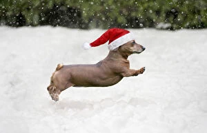 Miniature Short Haired Dachshund Dog, running