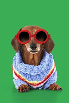 Miniature Short Haired Dachshund Dog, wearing