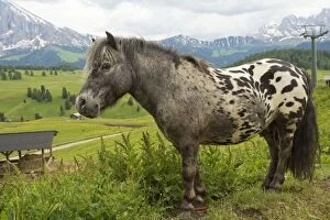 Miniature Spotted Pony Seiser Alm, Dolomites, Italy