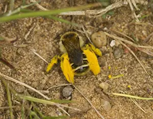 mining bee - with pollen Sandy Bedfordshire UK