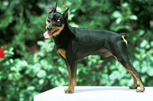Miniture Pinscher Dog