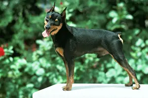 Miniture Pinscher Dog JPF 1012 © Jean Paul Ferrero ARDEA LONDON