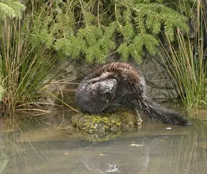 Mink - Male grooming himself 1689