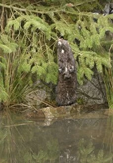 Mink - Male standing on hind legs