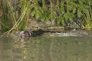 Minks Prints: Mink - Male swimming front view 1692