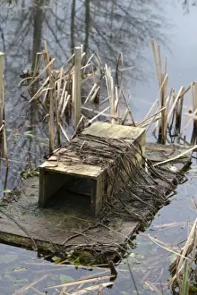 Float Prints: Mink Raft - in water - to monitor presence of mink - Cornwall, UK