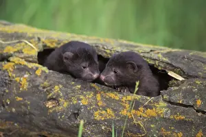 Mustelidae Prints: Mink - young kits in den log. Western U. S. A, Spring. MN179