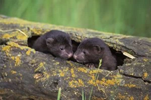 Mustelid Collection: Mink - young kits in den log. Western U.S.A, Spring. MN179