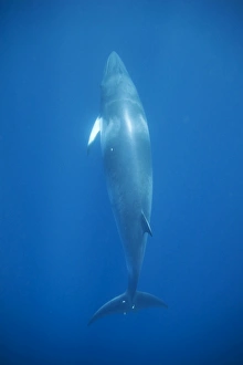 Images Dated 28th June 2007: Minke whale: 'Dwarf Minke' subspecies. Photographed along the Great Barrier Reef - Australia