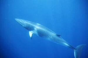 Images Dated 28th June 2007: Minke whale: 'Dwarf Minke' subspecies. Photographed along the Great Barrier Reef - Australia
