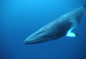 Minke whale: Dwarf Minke subspecies Photographed along the Great Barrier Reef, Australia