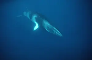 Minke whale: Dwarf Minke subspecies Photographed along the Great Barrier Reef, Australia