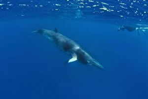 Images Dated 16th June 2008: Minke Whale - with researcher