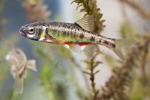 Minnow - adults in full breeding condition photographed underwater
