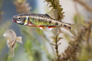 Images Dated 12th April 2009: Minnow - adults in full breeding condition photographed underwater